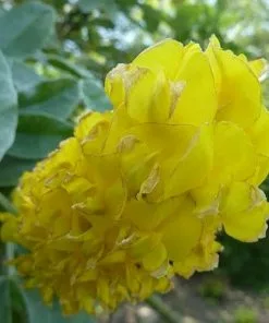 Future Forests Argyrocytisus Battandieri Shrubs