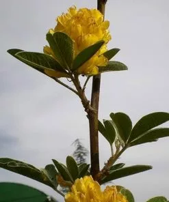 Future Forests Argyrocytisus Battandieri Shrubs