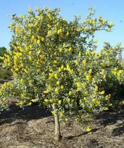 Future Forests Argyrocytisus Battandieri Shrubs