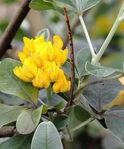 Future Forests Argyrocytisus Battandieri Shrubs