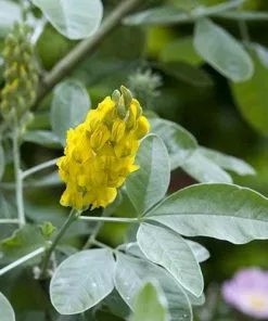 Future Forests Argyrocytisus Battandieri Shrubs