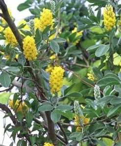 Future Forests Argyrocytisus Battandieri Shrubs
