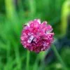 Future Forests Armeria Maritima - Sea Thrift More