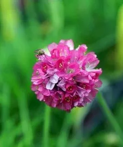 Future Forests Coastal Perennials Armeria Maritima Splendens