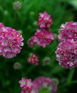 Future Forests Armeria Maritima - Sea Thrift More