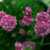 Future Forests Coastal Perennials Armeria Maritima Splendens
