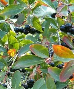 Future Forests Aronia Melanocarpa Professor Ed