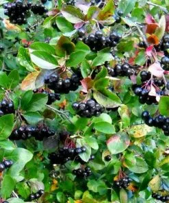 Future Forests Aronia Melanocarpa Professor Ed