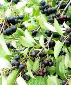 Future Forests Aronia Melanocarpa Professor Ed