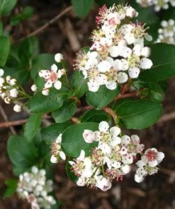 Future Forests Aronia Melanocarpa Professor Ed