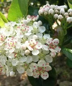 Future Forests Aronia Melanocarpa Professor Ed