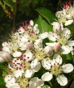 Future Forests Aronia Melanocarpa Professor Ed