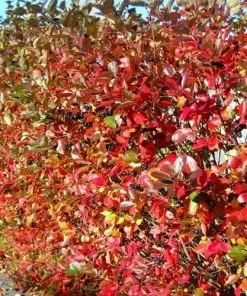 Future Forests Aronia X Prunifolia Brilliant