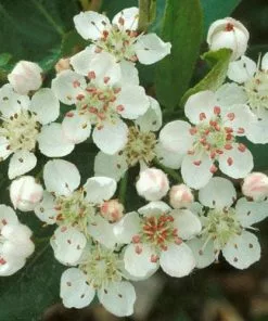 Future Forests Aronia X Prunifolia Brilliant