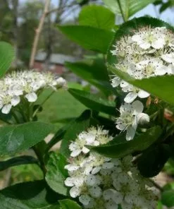 Future Forests Aronia X Prunifolia Brilliant