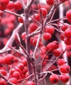 Future Forests Aronia X Prunifolia Brilliant