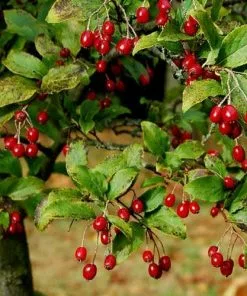 Future Forests Aronia X Prunifolia Brilliant