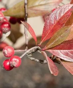 Future Forests Aronia X Prunifolia Brilliant