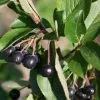 Future Forests Aronia X Prunifolia Viking