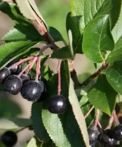 Future Forests Aronia X Prunifolia Viking