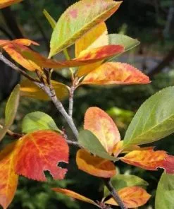 Future Forests Aronia X Prunifolia Viking