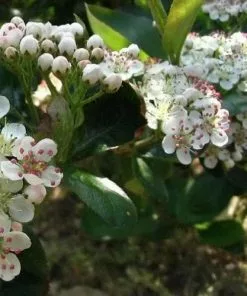 Future Forests Aronia X Prunifolia Viking