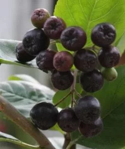 Future Forests Aronia X Prunifolia Viking