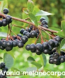 Future Forests Hedging Permaculture Hedge Mix