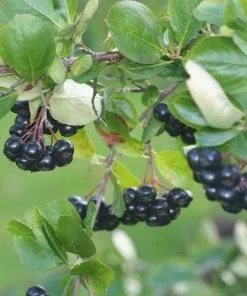 Future Forests Aronia Mitschurini Amit Fruit