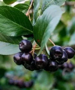 Future Forests Aronia Mitschurini Amit Fruit