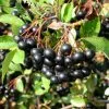 Future Forests Aronia Melanocarpa Galicjanka Permaculture Hedge Mix