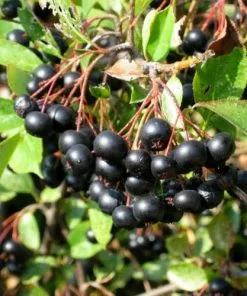 Future Forests Aronia Melanocarpa Galicjanka Permaculture Hedge Mix