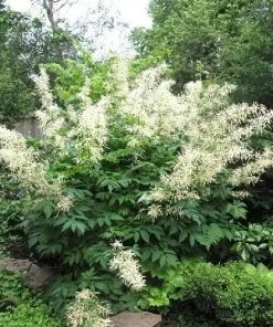 Future Forests Aruncus Dioicus (Aruncus Sylvester) - Goats Beard More