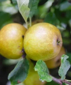 Future Forests Apple Ashmead's Kernel Fruit 9 Future Forests Apple Ashmead's Kernel Fruit