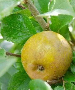 Future Forests Apple Ashmead's Kernel Fruit
