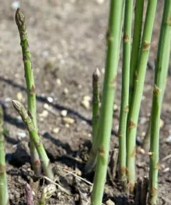 Future Forests Fruit Asparagus Connover’s Colossal
