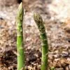 Future Forests Fruit Asparagus Connover’s Colossal