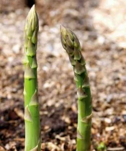 Future Forests Fruit Asparagus Connover’s Colossal