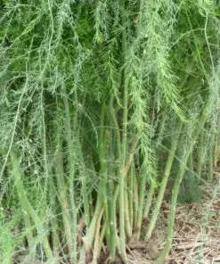 Future Forests Fruit Asparagus Connover’s Colossal
