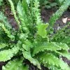 Future Forests More Asplenium Scol. Angustifolia