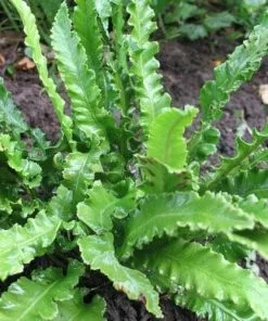 Future Forests More Asplenium Scol. Angustifolia