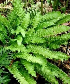 Future Forests More Asplenium Scol. Angustifolia