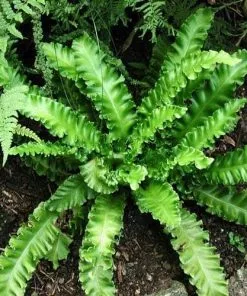 Future Forests More Asplenium Scol. Angustifolia