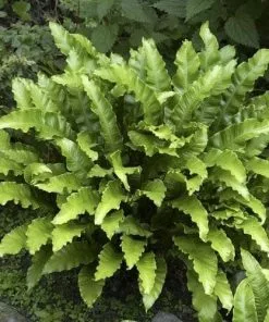 Future Forests More Asplenium Scol. Angustifolia