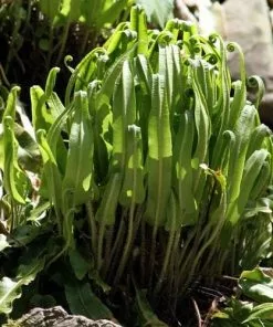 Future Forests Asplenium Scolopendrium