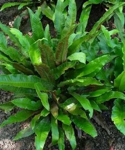 Future Forests Asplenium Scolopendrium
