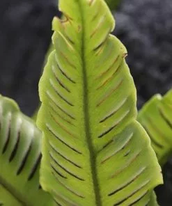 Future Forests Asplenium Scolopendrium