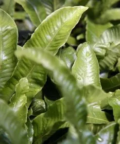 Future Forests Asplenium Scolopendrium