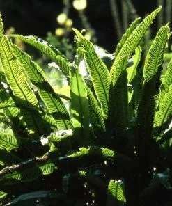 Future Forests Asplenium Scolopendrium