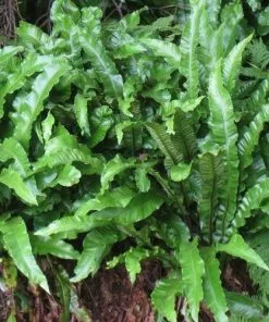 Future Forests Asplenium Scolopendrium